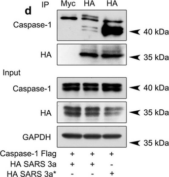 MYC Epitope Tag Antibody