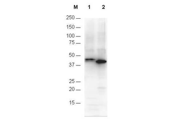 6X His Epitope Tag Antibody