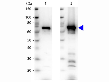 6X His Epitope Tag Antibody