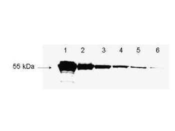 DYKDDDDK Tag (FLAG) Antibody