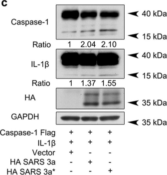 DYKDDDDK Tag (FLAG) Antibody
