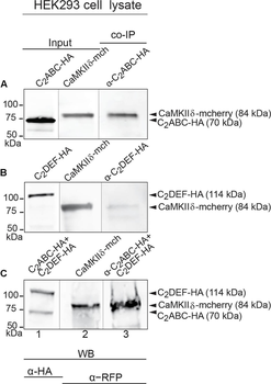 HA Epitope Tag Antibody