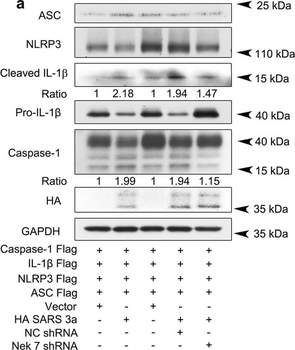 HA Epitope Tag Antibody