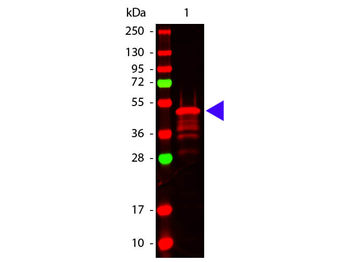 VSV-G Antibody