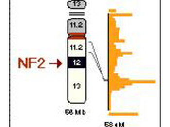 NF2 phospho S518 Antibody