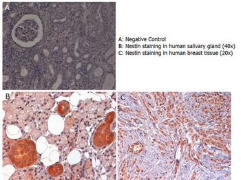 Nestin Antibody