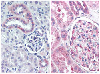 Nestin Antibody