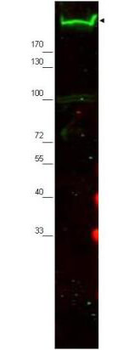 Nestin Antibody