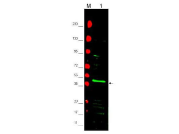 PPAR gamma 2 Antibody