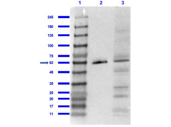 PPAR gamma 1 + 2 Antibody