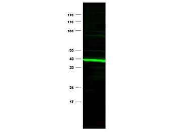 PPAR delta Antibody