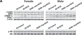 PPAR delta Antibody