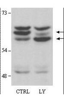AKT2 Antibody