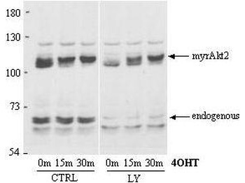 AKT2 Antibody