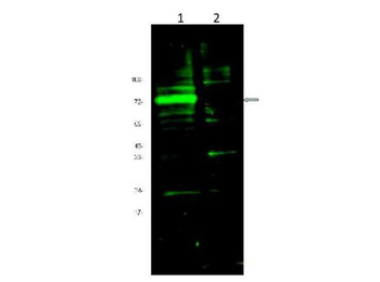 Hif3a Antibody