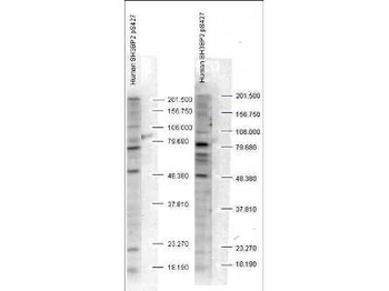 SH3BP2 phospho S427 Antibody