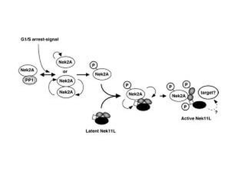 NEK2 Antibody