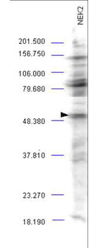 NEK2 Antibody