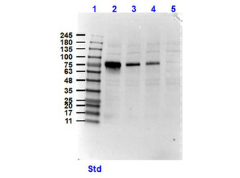 NEK2 Antibody