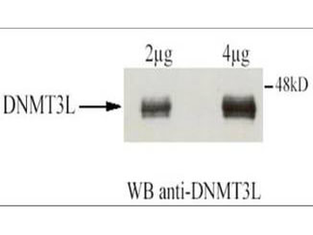 DNMT3L Antibody
