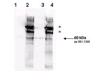 Rad9 phospho S1260 Antibody