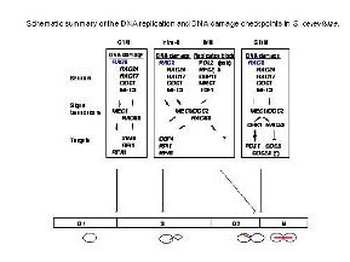 Rad9 phospho S1260 Antibody