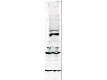 Tlk1 Antibody
