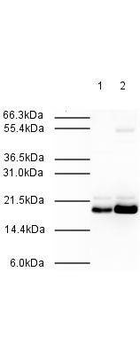 MAD2L2 Antibody