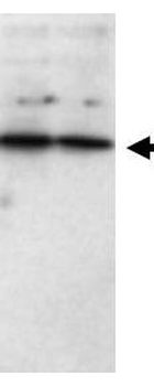 SFRP1 Antibody