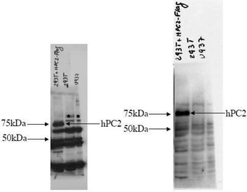 CBX4 Antibody