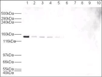 HAUSP Antibody