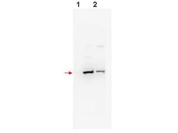 FBXW11 Antibody