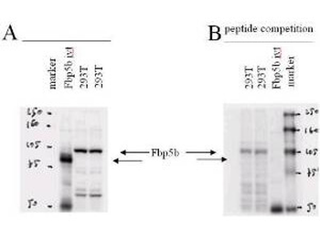 Fbp5B Antibody