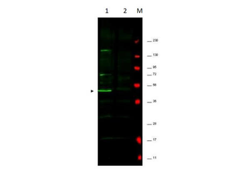 Fbp5A Antibody