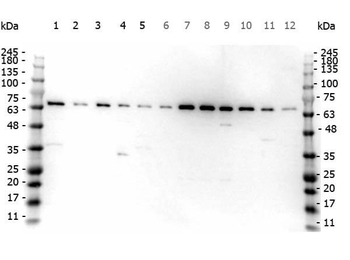 FANCG Antibody