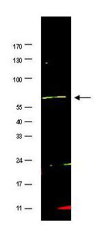 FANCG Antibody