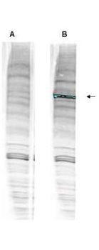 WRNIP1 Antibody
