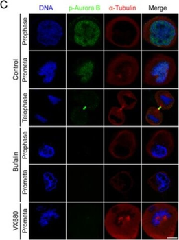 AURORA KINASE B phospho T232 Antibody