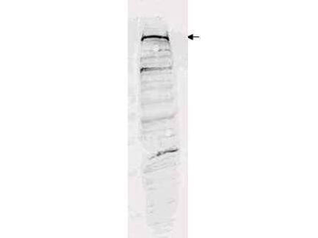 SETDB1 Antibody