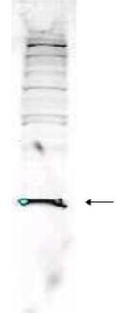 PARK7 Antibody