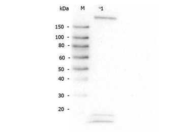 ROBO-1 Antibody