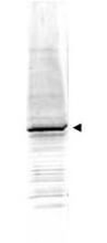 EGR-1 Antibody