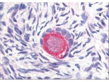 DELTA-4 Antibody