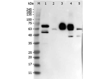 DELTA-4 Antibody