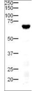 DELTA-4 Antibody