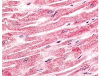 Sprouty-4 Antibody