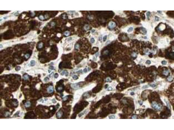 Sprouty-4 Antibody