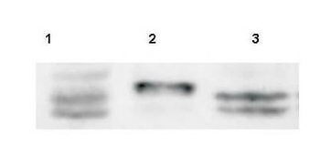 Sprouty-4 Antibody
