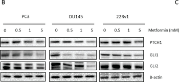 GLI2 Antibody