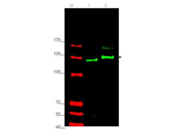GLI2 Antibody